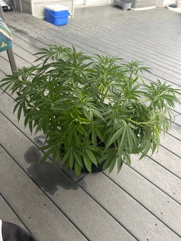 Wedding cake & Indoor Wedding Cake Clones — flower, day 1