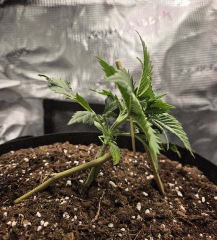 August Grow