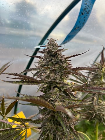 BlackBerry Moonrocks 