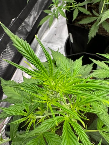 First Grow — flower, day 29