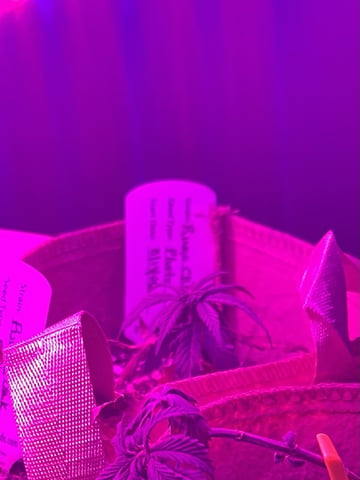 Inside Mother Plants