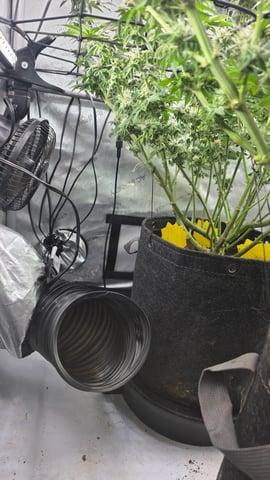 ethos genetics  — flower, day 108