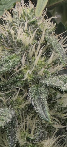Maple Nectar  — flower, day 66