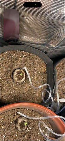 Bruce Banner (Auto) — germination, day 1