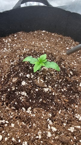 first grow — vegetative, day 13