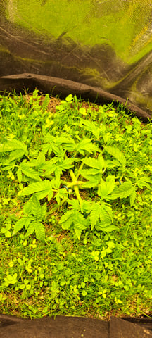 First Grow with the new setup  — vegetative, day 37