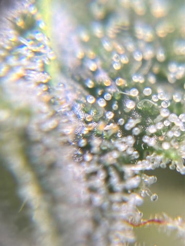 ripleys og — flower, day 74