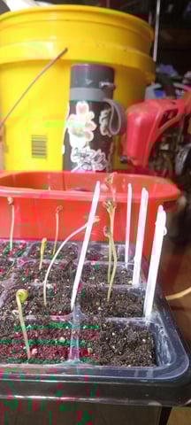 hawai'i outdoor — seedling_rooting, day 5