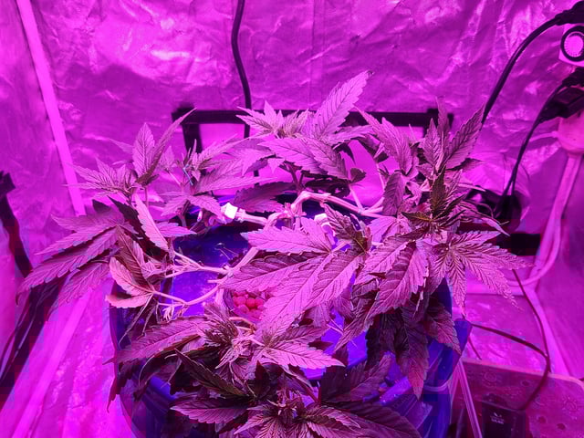 Sour Diesel (started Aug 30th 2025) — flower, day 52