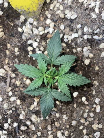 3x3 Grow — flower, day 27