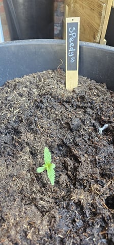 Purple Haze Autoflower