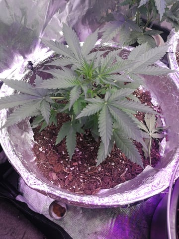 AWC  — flower, day 34