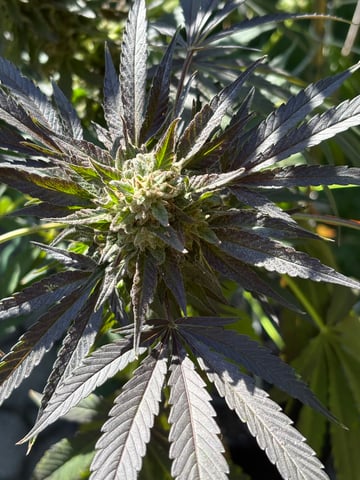 watermelon Martin 1of2