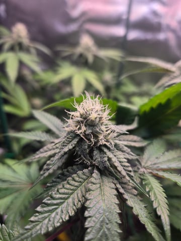 Looking for advice! — flower, day 76