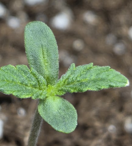 August Grow — seedling_rooting, day 12