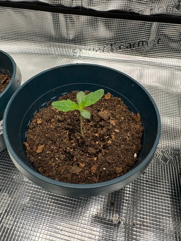 Grow Number 2 — seedling_rooting, day 6