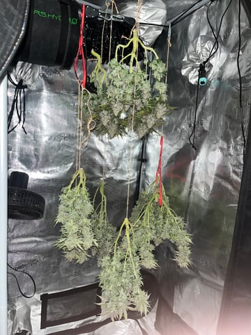 Gorilla Zkittlez & RS #11