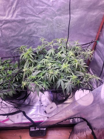 6th Grow — vegetative, day 31