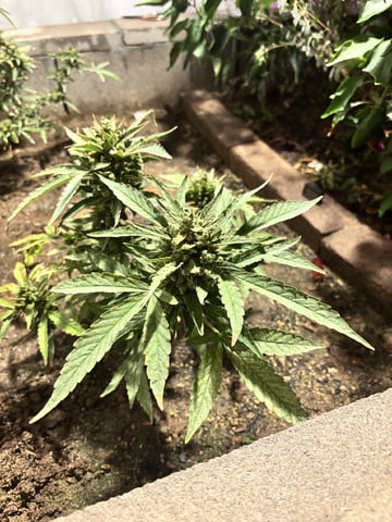 Fast Buds Auto And Special Queen Auto — flower, day 84
