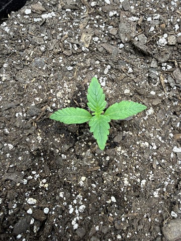 Gorilla Cookies 2nd Try — seedling_rooting, day 16