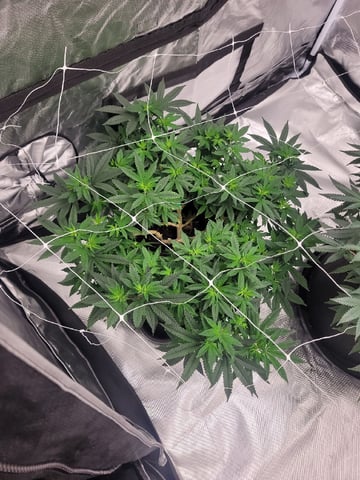 herbies free seed — vegetative, day 79