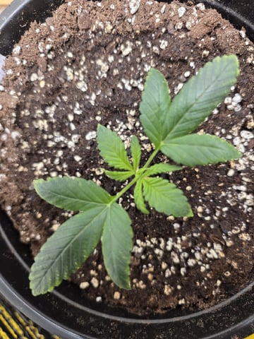 Auto 1 — seedling_rooting, day 9