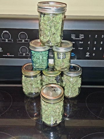 Blueberry Muffin  — done, day 20