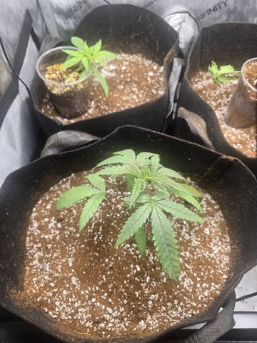 3 More — seedling_rooting, day 16