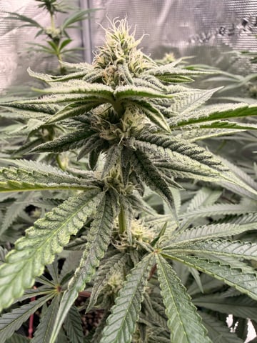 Gorilla Runtz — flower, day 63