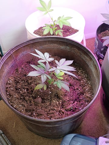 Round Deuce  — vegetative, day 29