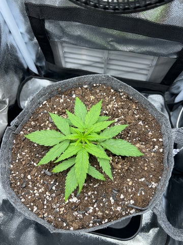 F1 Titan — vegetative, day 19