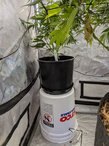 White Widow? — flower, day 42