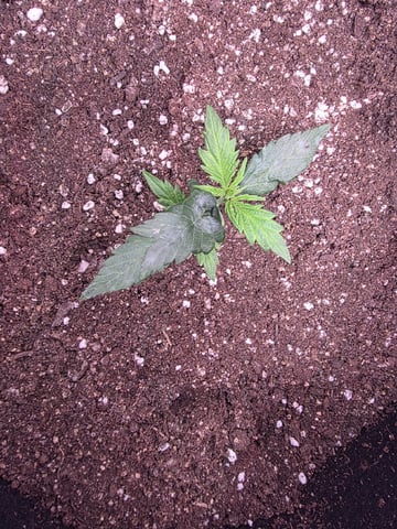 Vanna's Vanilla — vegetative, day 18
