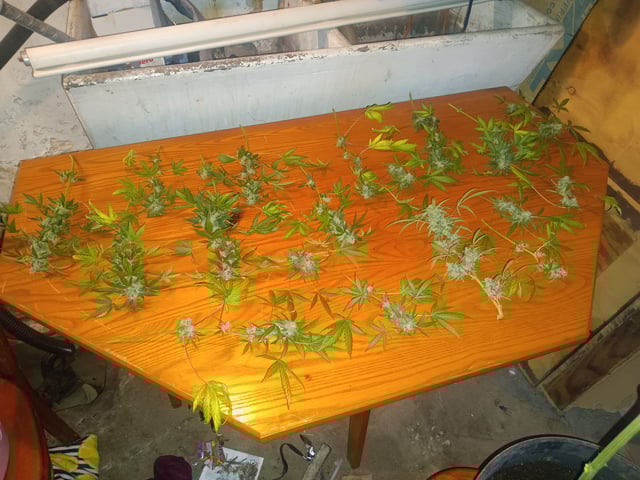 aurora auto — harvest, day 103