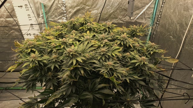 Blackberry Kush — flower, day 111