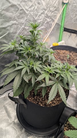 Mixed Grow — grow_setup, day 31