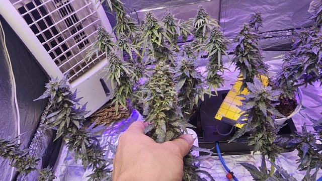 Amnesia Haze Run — flower, day 83
