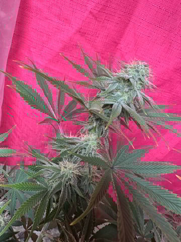 Gelly Mama and Sugar Tree — flower, day 111