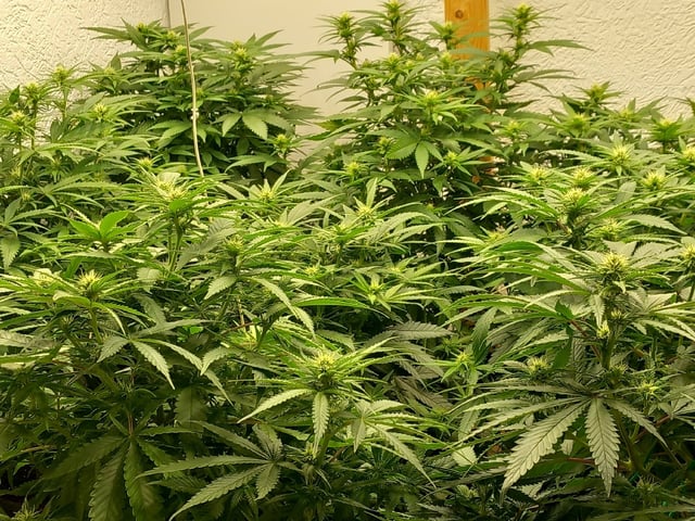 10x Critical Feminisiert from Ganjafarmerseeds  — flower, day 86