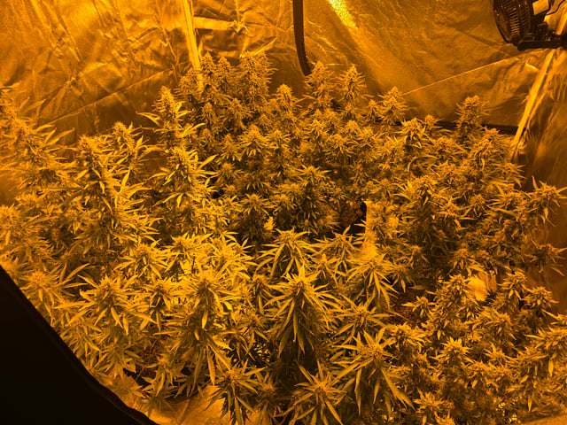 2nd Autoflower Indoor Grow — flower, day 84