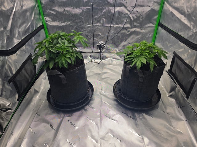 2nd grow round 2 — vegetative, day 30