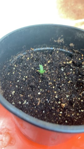 Plant  2 start frm seed