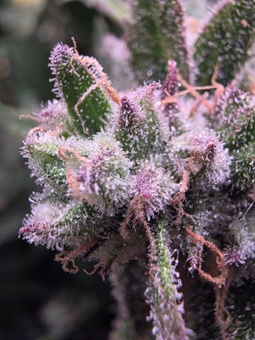 Blue Dream Feminized  — flower, day 152