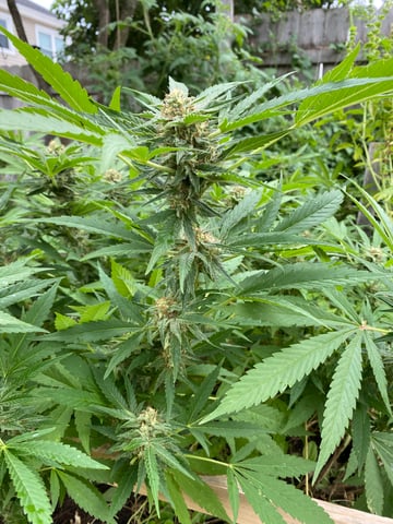 queen of soul X cap junky  — flower, day 166