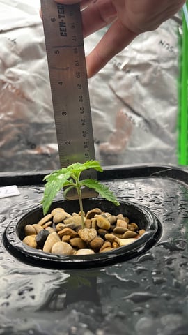 2nd grow — seedling_rooting, day 13