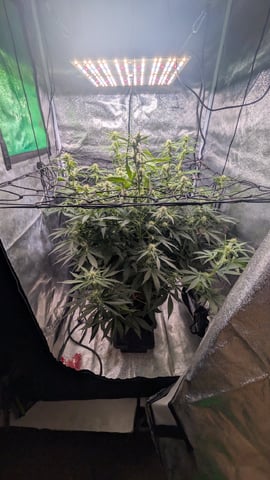 Grow 2 — vegetative, day 65