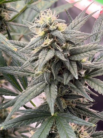 Witches Brew Autoflower by Dream Beans — flower, day 11