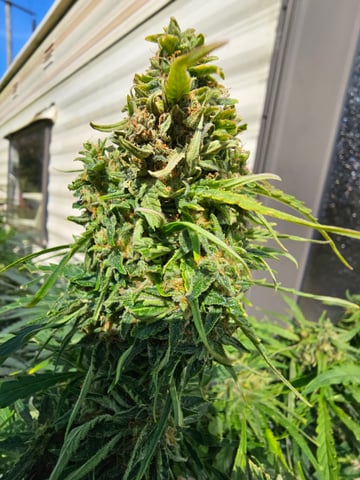 Cheshablue  — flower, day 37