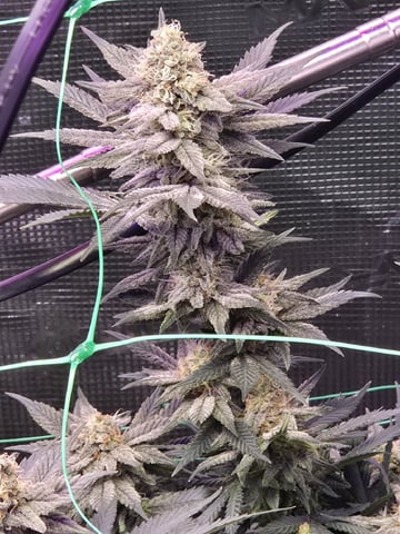 4 strains in 1 tent — flower, day 104