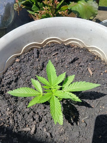 Vegetative  — vegetative, day 23